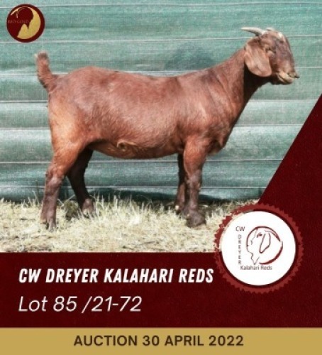 1X KALAHARI RED FLOCK COLOUR OOI/EWE CW DREYER KALAHARI REDS