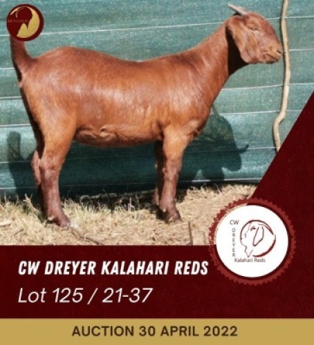 1X KALAHARI RED POTENTIAL STUD OOI/EWE CW DREYER KALAHARI REDS