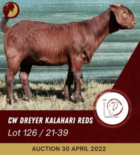 1X KALAHARI RED POTENTIAL STUD OOI/EWE CW DREYER KALAHARI REDS