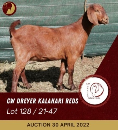 1X KALAHARI RED POTENTIAL STUD OOI/EWE CW DREYER KALAHARI REDS