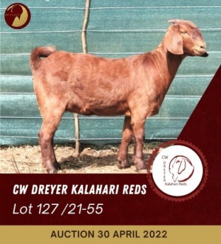 1X KALAHARI RED POTENTIAL STUD OOI/EWE CW DREYER KALAHARI REDS