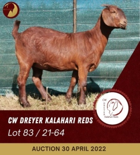 1X KALAHARI RED POTENTIAL STUD OOI/EWE CW DREYER KALAHARI REDS