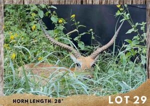 1X LECHWE BULL 28"