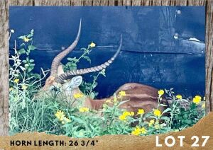 1X LECHWE BULL 26 ¾"