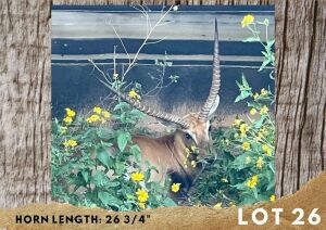 1X LECHWE BULL 26 ¾"