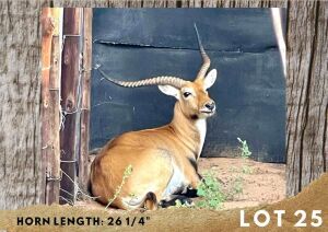 1X LECHWE BULL 26 ¼"