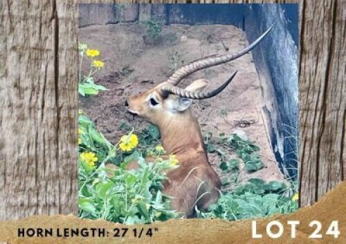 1X LECHWE BULL 27 &frac14;"