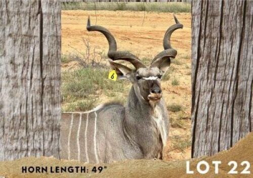 1X KUDU BULL 49"