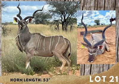 1X KUDU BULL 53"