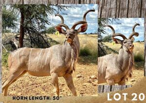 1X KUDU BULL 50"