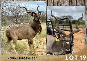 1X KUDU BULL 53"