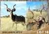 1X KUDU BULL 58 ¾"