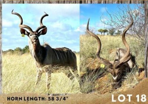 1X KUDU BULL 58 &frac34;"