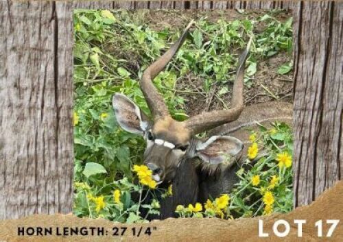 1X NYALA BULL 27 &frac14;"