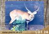 1X LECHWE BULL 29 ½"