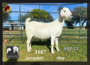 1X SAVANNA STUD OOI/EWE PREGNANT Danie du Toit