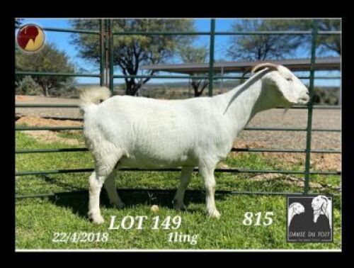 1X SAVANNA FLOCK OOI/EWE PREGNANT Danie du Toit