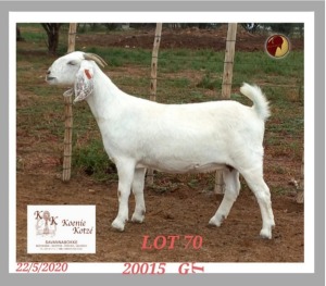 1X SAVANNA STUD OOI/EWE PREGNANT KOENIE KOTZE