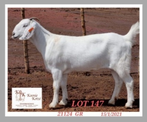 1X SAVANNA FLOCK OOI/EWE KOENIE KOTZE