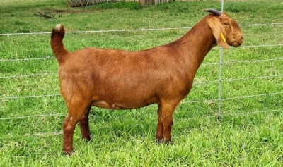 LOT 8 1X KALAHARI RED STUD DOE ALBIE & LOUWAN HORN