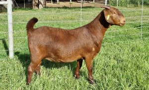 LOT 4 1X KALAHARI RED FLOCK DOE ALBIE & LOUWAN HORN