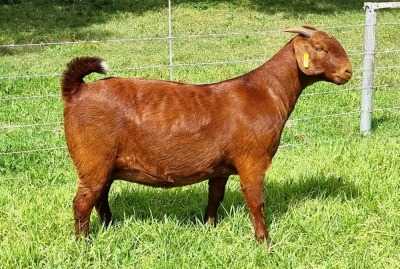 LOT 11 1X KALAHARI RED STUD DOE ALBIE & LOUWAN HORN