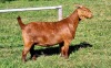 LOT 7 1X KALAHARI RED STUD DOE ALBIE & LOUWAN HORN