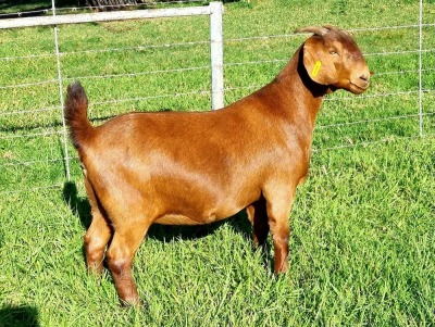 LOT 3 1X KALAHARI RED FLOCK DOE ALBIE & LOUWAN HORN