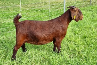 LOT 12 1X KALAHARI RED FLOCK DOE ALBIE & LOUWAN HORN