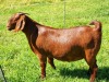 LOT 15 1X KALAHARI RED STUD DOE ALBIE & LOUWAN HORN