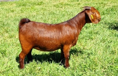 LOT 23 1X KALAHARI RED POTENSIAL STUD DOE ALBIE & LOUWAN HORN