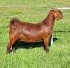 LOT 31 1X KALAHARI RED POTENSIAL STUD DOE ALBIE & LOUWAN HORN