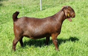 LOT 24 1X KALAHARI RED STUD DOE PS ALBIE & LOUWAN HORN