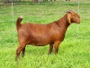 LOT 28 1X KALAHARI RED STUD DOE ALBIE & LOUWAN HORN