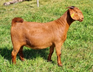 LOT 27 1X KALAHARI RED STUD DOE ALBIE & LOUWAN HORN