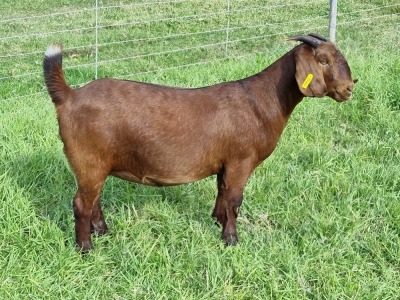 LOT 32 1X KALAHARI RED FLOCK DOE ALBIE & LOUWAN HORN