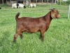 ONTTREK - LOT 35 1X KALAHARI RED DOE ALBIE & LOUWAN HORN