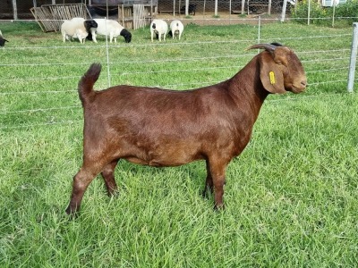 ONTTREK - LOT 35 1X KALAHARI RED DOE ALBIE & LOUWAN HORN