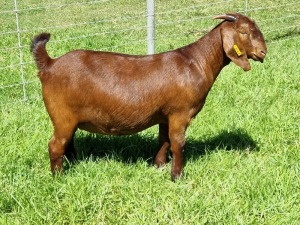 LOT 36 1X KALAHARI RED POTENSIAL STUD DOE ALBIE & LOUWAN HORN