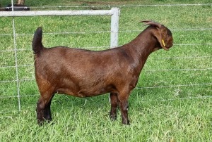 LOT 39 1X KALAHARI RED FLOCK DOE ALBIE & LOUWAN HORN