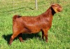 LOT 16 1X KALAHARI RED FLOCK DOE ALBIE & LOUWAN HORN