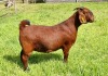 LOT 19 1X KALAHARI RED STUD DOE ALBIE & LOUWAN HORN