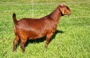 LOT 40 1X KALAHARI RED FLOCK DOE ALBIE & LOUWAN HORN