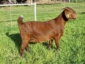 LOT 20 1X KALAHARI RED STUD DOE ALBIE & LOUWAN HORN