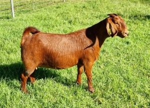 LOT 43 1X KALAHARI RED FLOCK DOE ALBIE & LOUWAN HORN