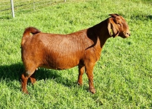 LOT 43 1X KALAHARI RED FLOCK DOE ALBIE & LOUWAN HORN