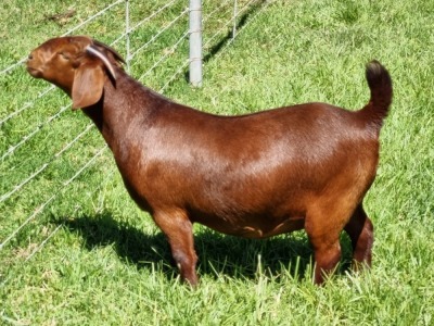 LOT 47 1X KALAHARI RED POTENSIAL STUD DOE ALBIE & LOUWAN HORN