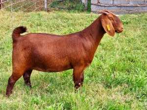 LOT 44 1X KALAHARI RED FLOCK DOE ALBIE & LOUWAN HORN