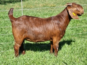 LOT 48 1X KALAHARI RED POTENSIAL STUD DOE ALBIE & LOUWAN HORN