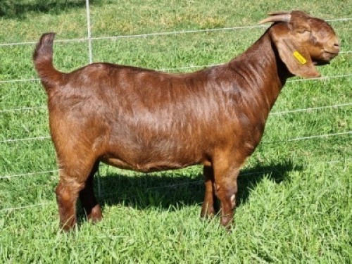 LOT 48 1X KALAHARI RED POTENSIAL STUD DOE ALBIE & LOUWAN HORN